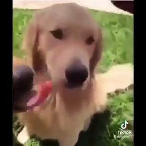 Best Funniest animals Videos 2024- Funny Dogs And Cats Videos