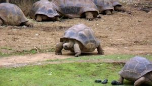 Tortues