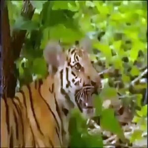 The times when monkeys tease the king of the jungle