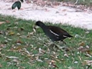 Poule d eau