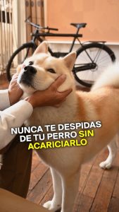 Nunca te despidas de tu perro sin acariciarlo