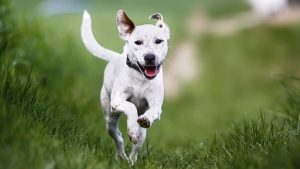 El sistema inmunitario de mi perro. ¿Cómo usa sus defensas?