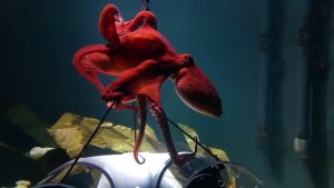So beautiful octopus dance in Nausicaa aquarium