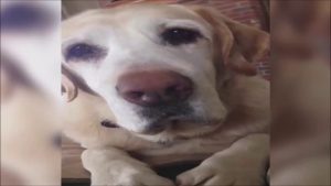 Ce chien sourit quand on le montre du doigt... Belles dents