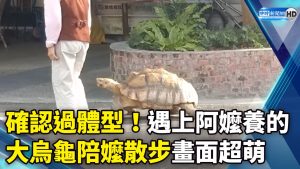 確認過體型！遇上阿嬤養的 大烏龜陪嬤散步畫面超萌｜Sulcata Tortoise Walking