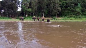 Un éléphant sauve un homme de la noyade