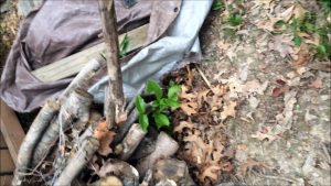Snake in Woodpile