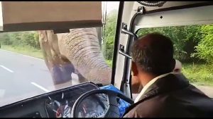 Cet éléphant a faim et se sert à l'intérieur d'un camion