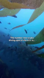 Discover the #1 Scuba Diving Spot in the U.S.