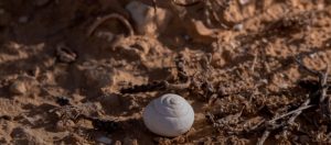 Le saviez-vous ? L’escargot du désert peut dormir pendant trois ans