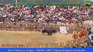 Chọi Trâu Hải Lựu, Sông Lô, Vĩnh Phúc 2017 - Tổng hợp những trận đấu hay nhất