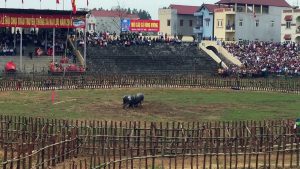 Chọi Trâu Hải Lựu - Lễ Hội Chọi Trâu Hải Lựu 2018 ( Trâu 04–29) Ngày 16-1-2018