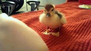 CUTE BABY ANIMALS COMPILATION __ Just Animal Videos