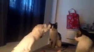 Cockatoo Meows Like a Cat