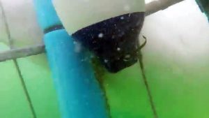 Best Shark Attack Video - gigantic Great White Shark