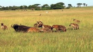 Гиена сносит буйвола (Hyena Take Down a Buffalo)