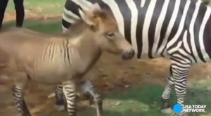 Rare Half-Zebra Half-Donkey Is Born In China
