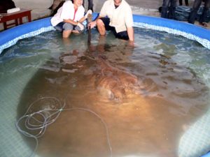 World's Biggest Stingray ever caught