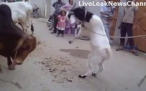 Öküze Kafa Tutan Keçi
