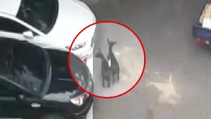 아파트에 흑염소 출몰...우산 펼치고 포획작전 / YTN