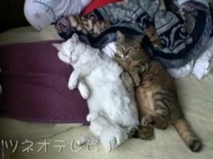 Lucky&Tsuneo