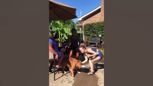 Funny Animal Videos 2023 - Funniest Cats And Dogs Video
