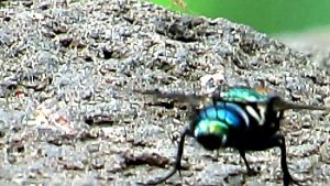 First Footage of Indian Peacock Fly you have Never seen
