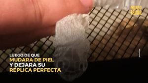 Serpiente Linguini