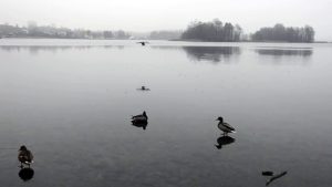 Atterrissage d'un canard sur un lac gelé