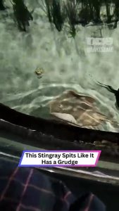 Stingray Spots a Target… Then Spits With Surgical Precision!