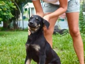 Island Dog Event