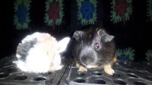 CAVIA PORCELLUS DAVID 20201212_065637