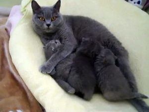 Британская кошка с котятами