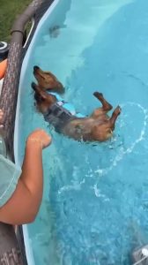 Dachshund Wearing Life Jacket Flips While Floating in Water