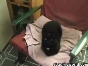 Cat Torture