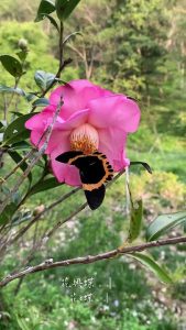 flower&Butterfly