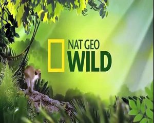 Biggest wild animal fights - CRAZIEST Animals Attack - Crocodile kills Kangaroo