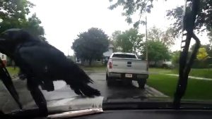 Manége à corbeau