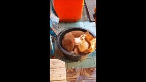 Ce husky a besoin d'un peu d'air frais... Voilà la solution!