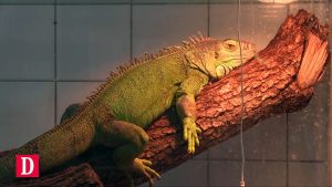 Les NAC, ces nouveaux animaux de compagnie originaux