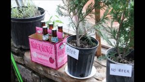 Is Beer Good for Green Giant Arborvitae