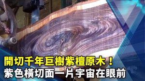 開切千年巨樹紫檀原木！紫色橫切面一片宇宙在眼前
