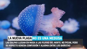 Parecen medusas, pero se agrupan en cadenas y ya son la nueva plaga de las playas españolas