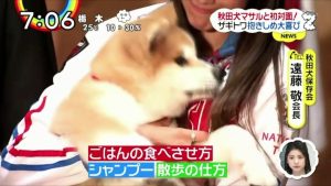 ザギトワ選手の秋田犬『マサル』愛が溢れて放すのは嫌＊『マサル』のお世話ポイントは？
