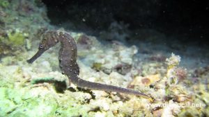 Diving in Malapascua
