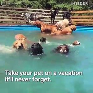 8 ways to pamper your pet