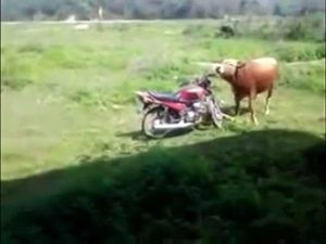 Crazy Bull