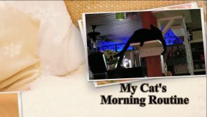 My Cat's Morning Routine