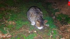 Cute kitten and street cat