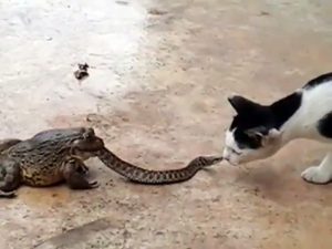 Un serpent pris au piège par une grenouille se bat contre un chat